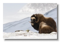 Musk Ox_ANL_8208